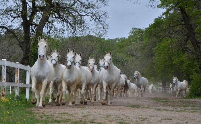 Nova trasa skozi posestvo Kobilarne Lipica